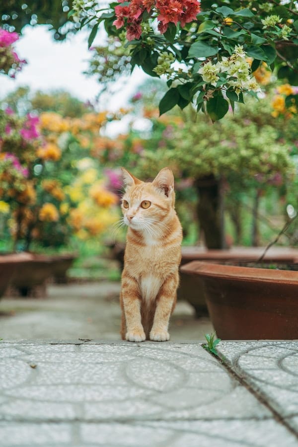 cat-outdoor