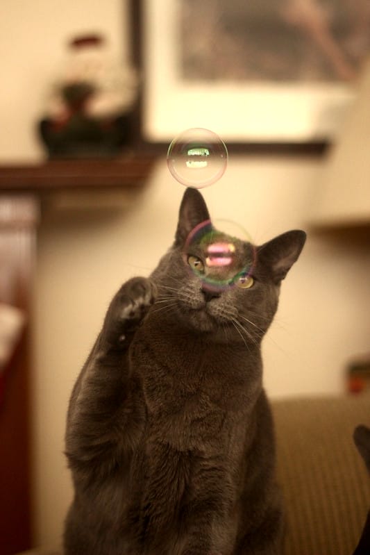 cat-playing-bubbles
