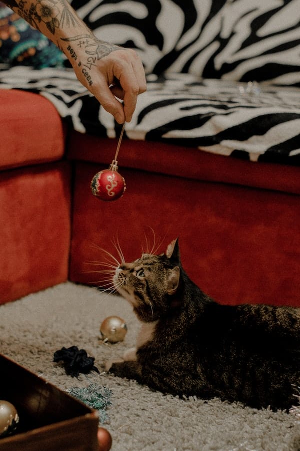 The Truth That You Should Know Are Bubbles Safe For Cats?