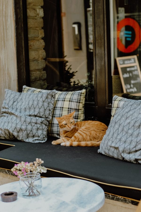 cat-sit-on-cafe-couch