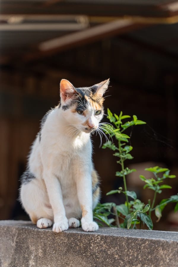 cat-stoned-on-catnip