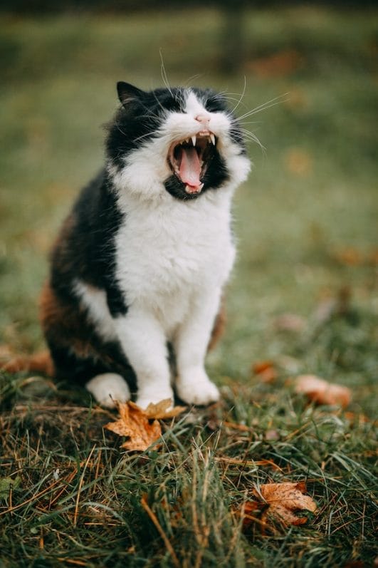 Answered: 7 Common Causes Why Is My Cat Wheezing