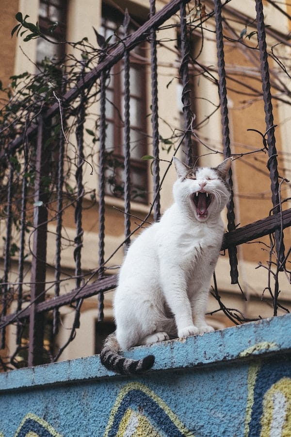 Answered 7 Common Causes Why Is My Cat Wheezing