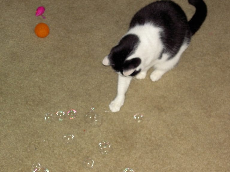 DIY Tips Step by Step on How To Make a Catnip Bubble