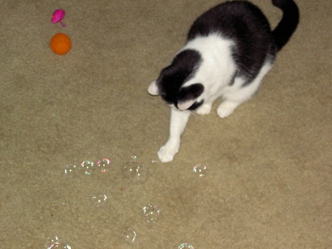 catnip-bubbles