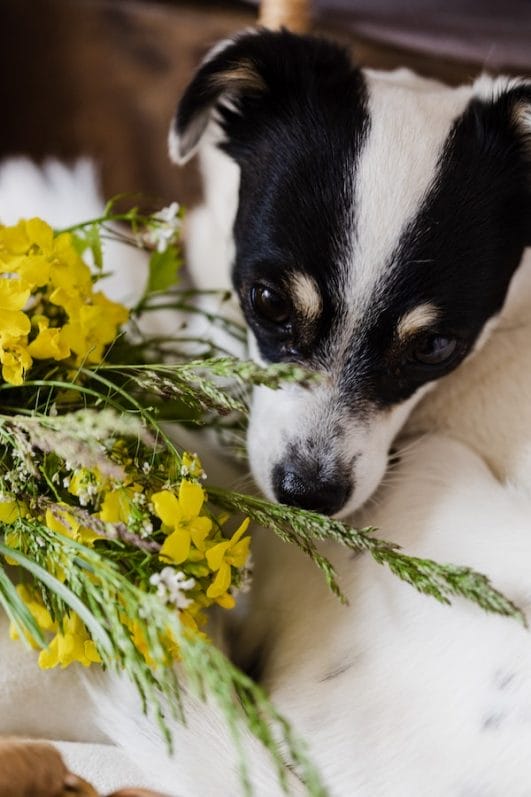 Does Catnip Work on Dogs? Potential Risks To Know
