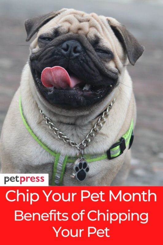 Chip Your Pet Month Tips And Everything You Need to Know