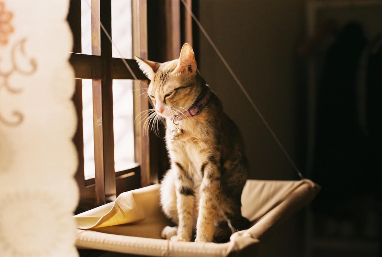 Purrfect View 5 DIY Cat Window Perches To Enjoy the Outdoors!