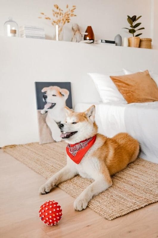 Cool Down Your Furbaby With A DIY Dog Cooling Mat