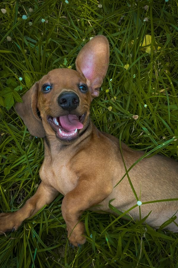 Does Catnip Work on Dogs? Potential Risks To Know