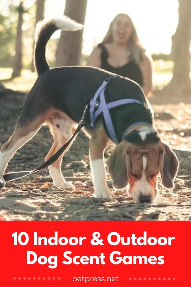 10 Indoor and Outdoor Scent Games to Keep Your Dog Entertained