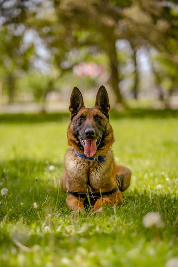 10 Indoor and Outdoor Scent Games to Keep Your Dog Entertained