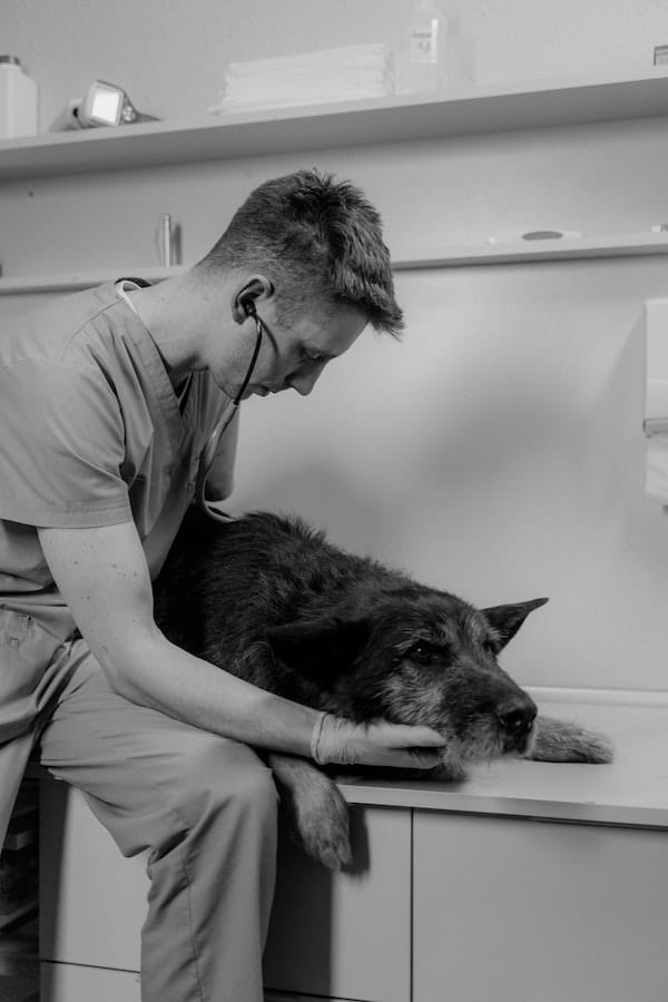 dog-sick