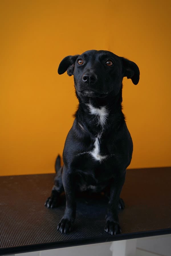 dog-using-wipes