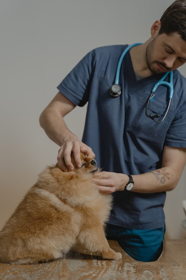dog-vet