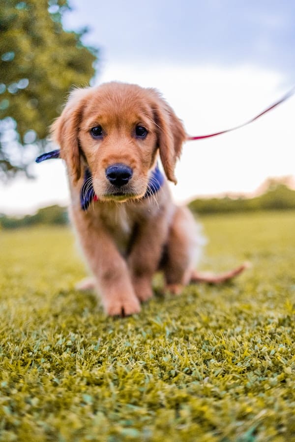 golden-retriever-training