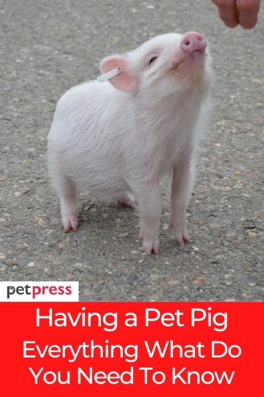 4 Things What Do You Need To Know About Having a Pet Pig