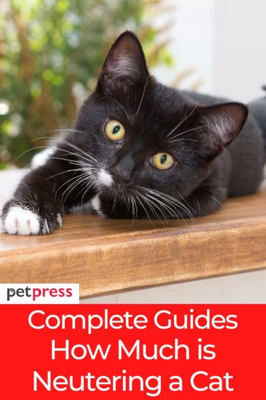 Complete Guides How Much is Neutering a Cat