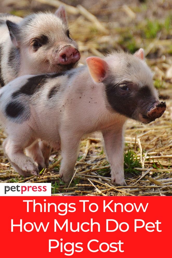 how much pet pigs cost