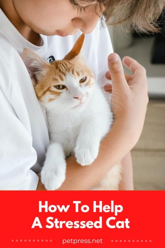 How to Help a Stressed Cat 7 Purrfect Tips To Calm Your Cat