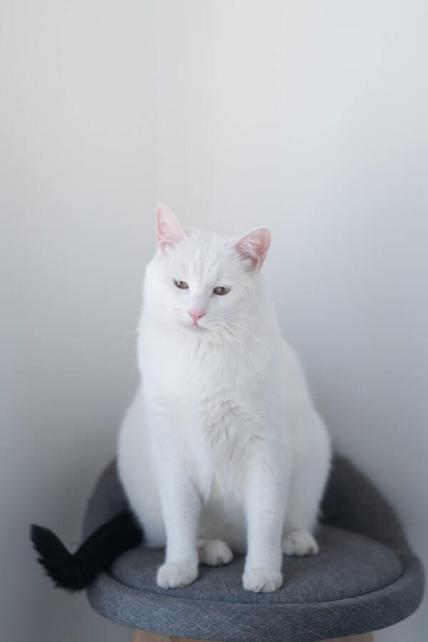 How to Help a Stressed Cat 7 Purrfect Tips To Calm Your Cat