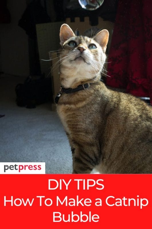 DIY Tips: Step by Step on How To Make a Catnip Bubble