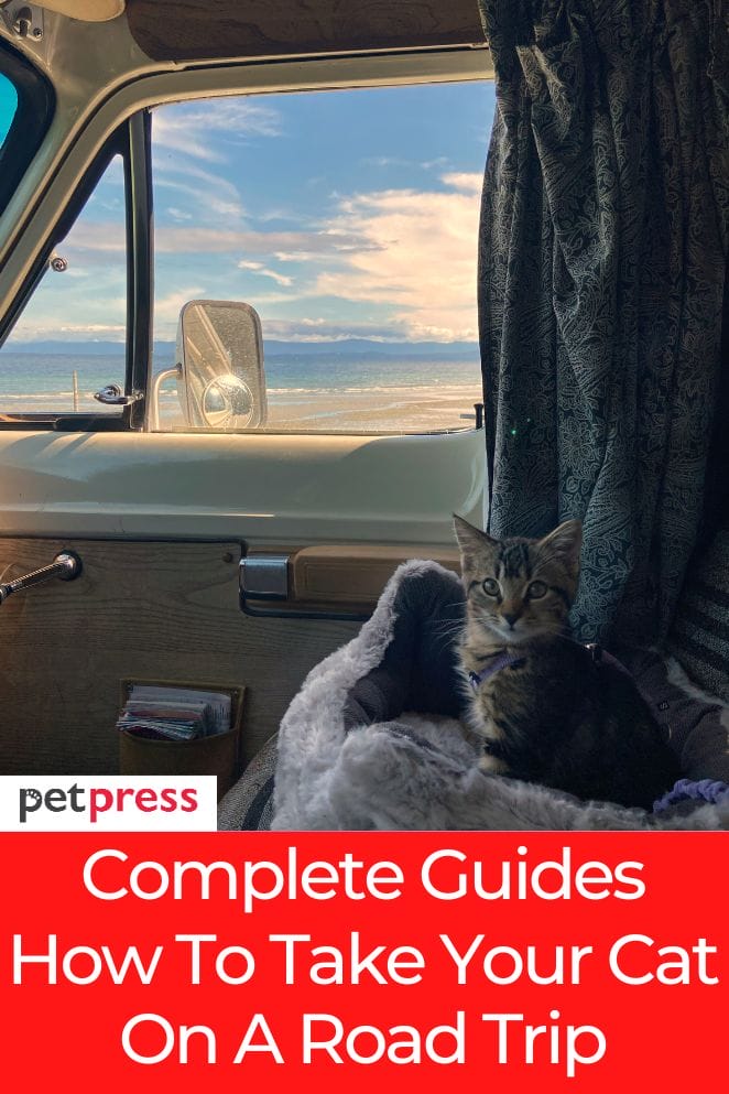 how to take your cat on a road trip