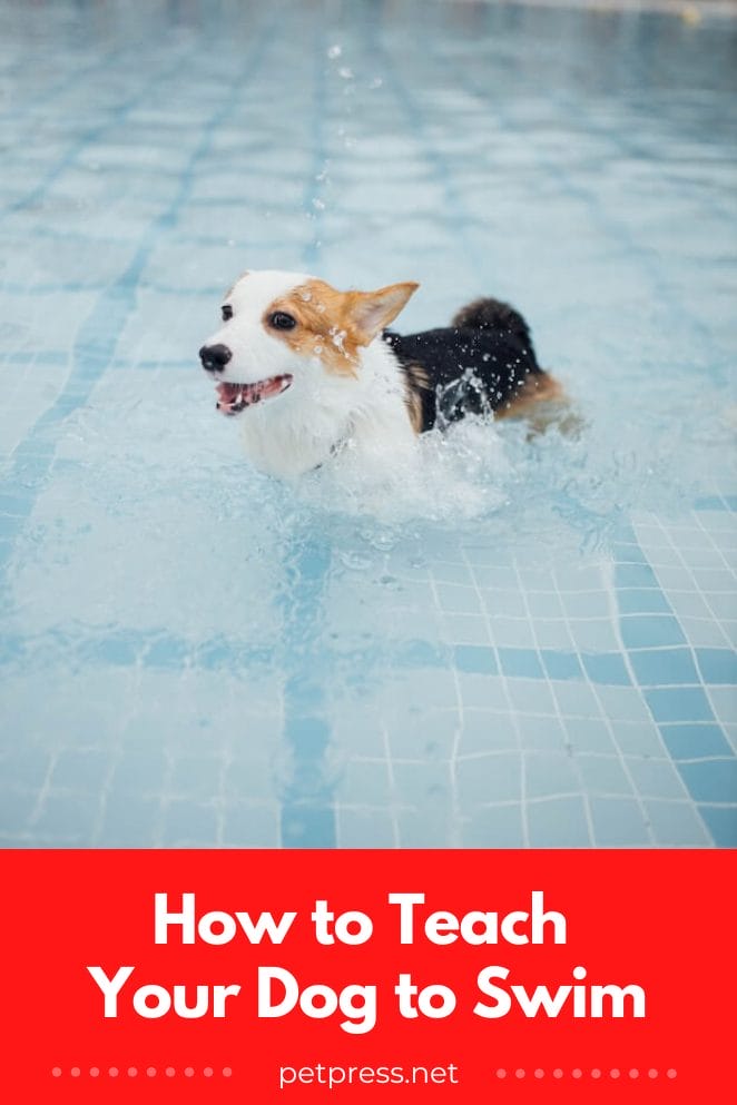 Learn How to Teach Your Dog to Swim Like a Pro!
