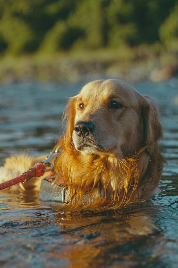 swimming leg float