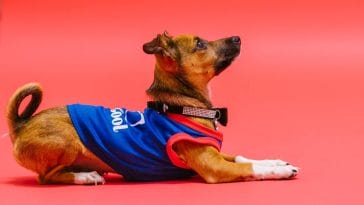 how to train a chihuahua