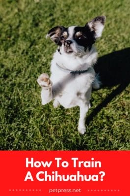 Guide How to Train Your Chihuahua 2026 Edition