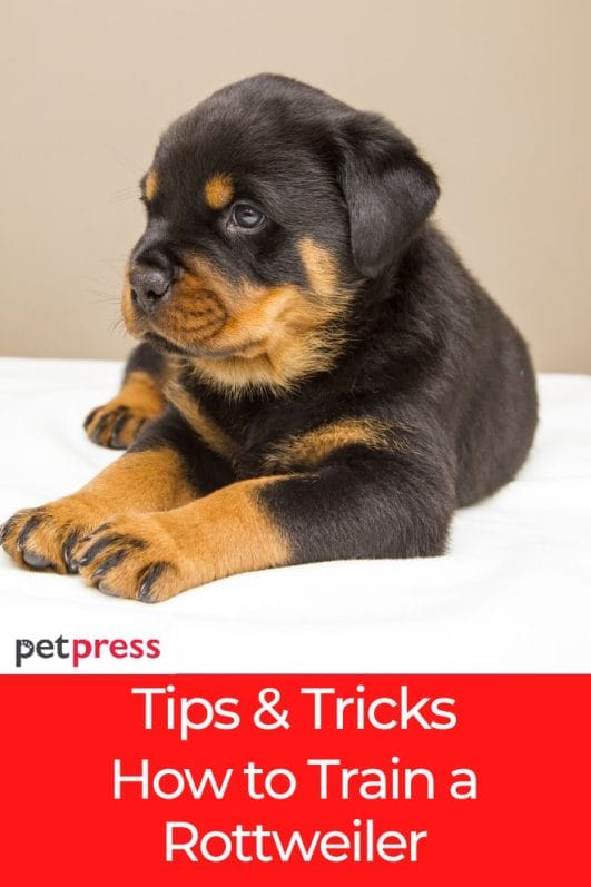 Essential Tips & Tricks How to Train a Rottweiler Puppy