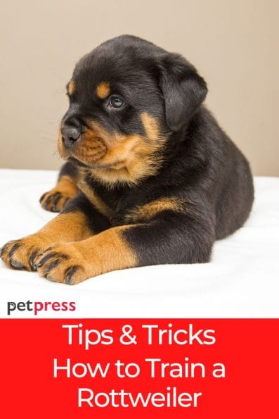 Essential Tips & Tricks: How to Train a Rottweiler Puppy