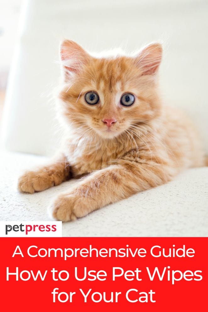how to use pet wipes for your cat