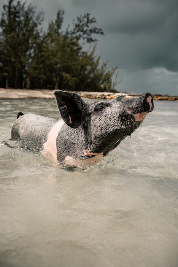 mini-pig-disadvantage