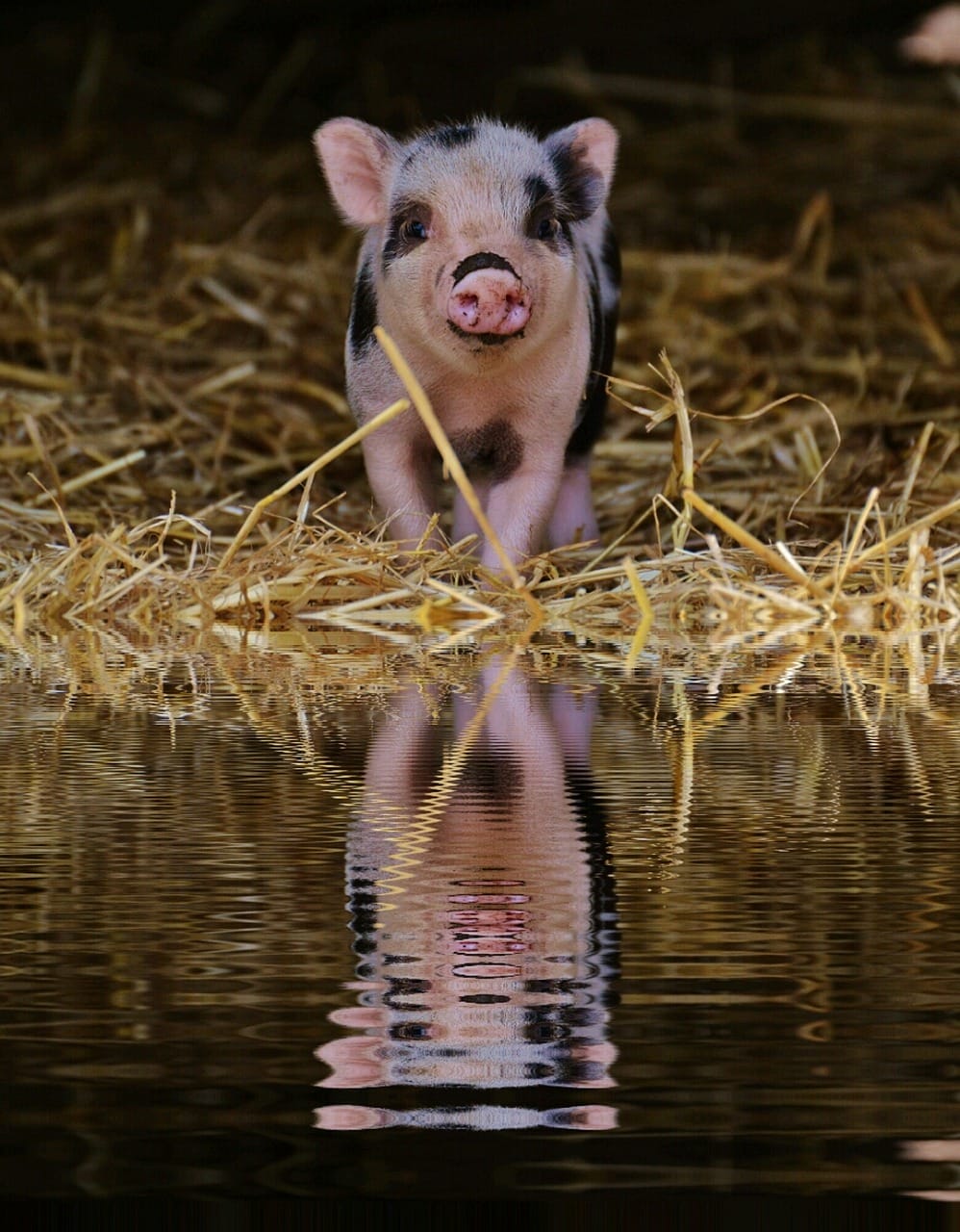 mini-pig-pet