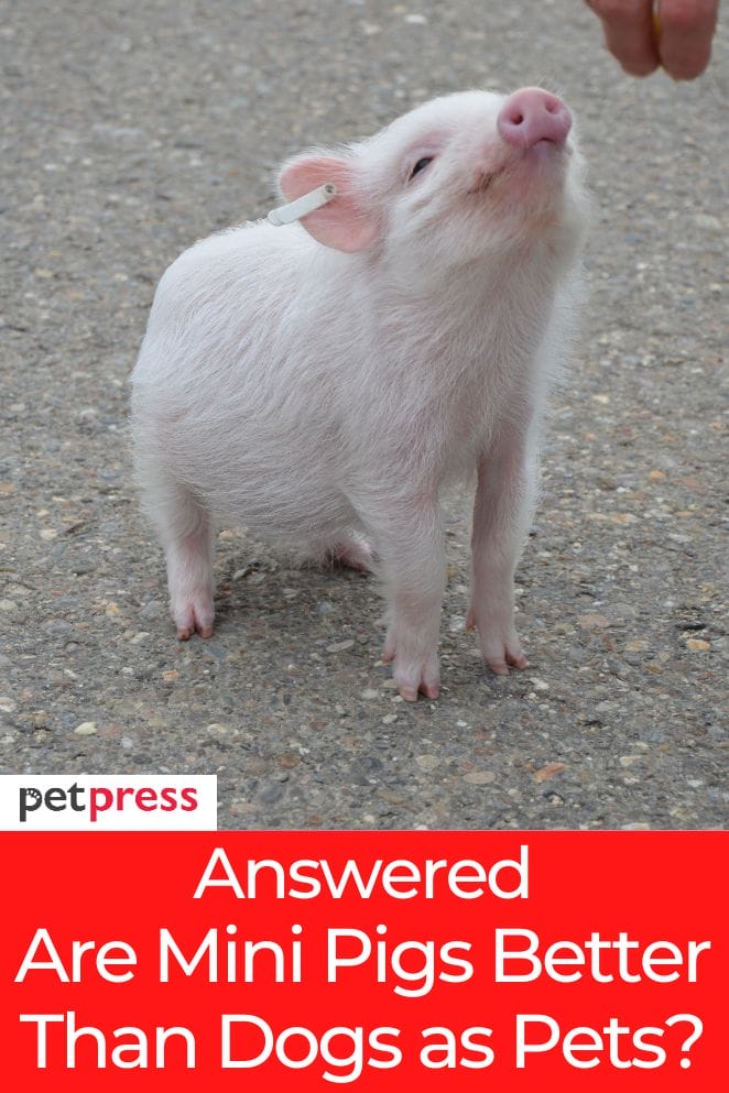 Answered Are Mini Pigs Better Than Dogs As Pets   Mini Pigs Better Than Dogs As Pets 11.47.30 AM 