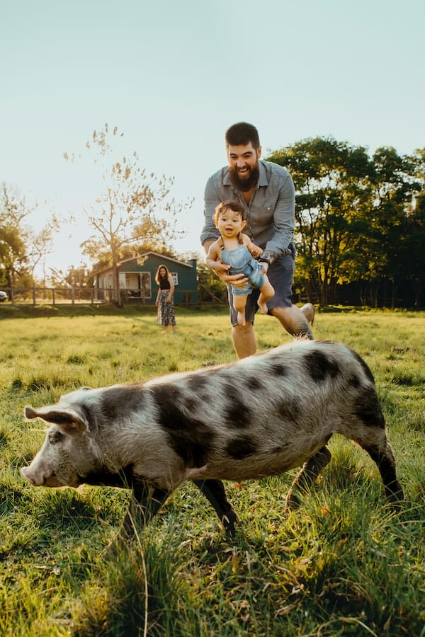 Things to Know How Much Do Pet Pigs Cost