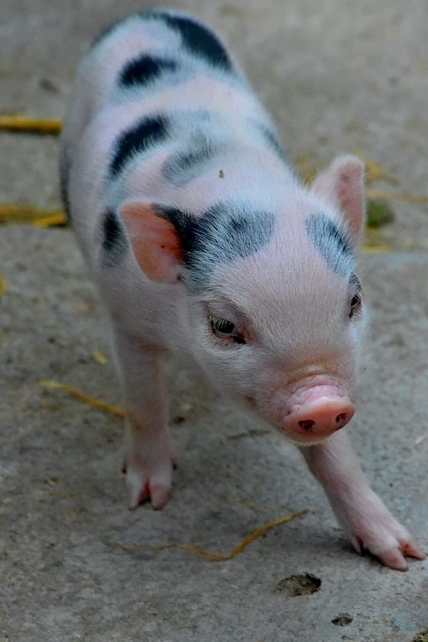 pig