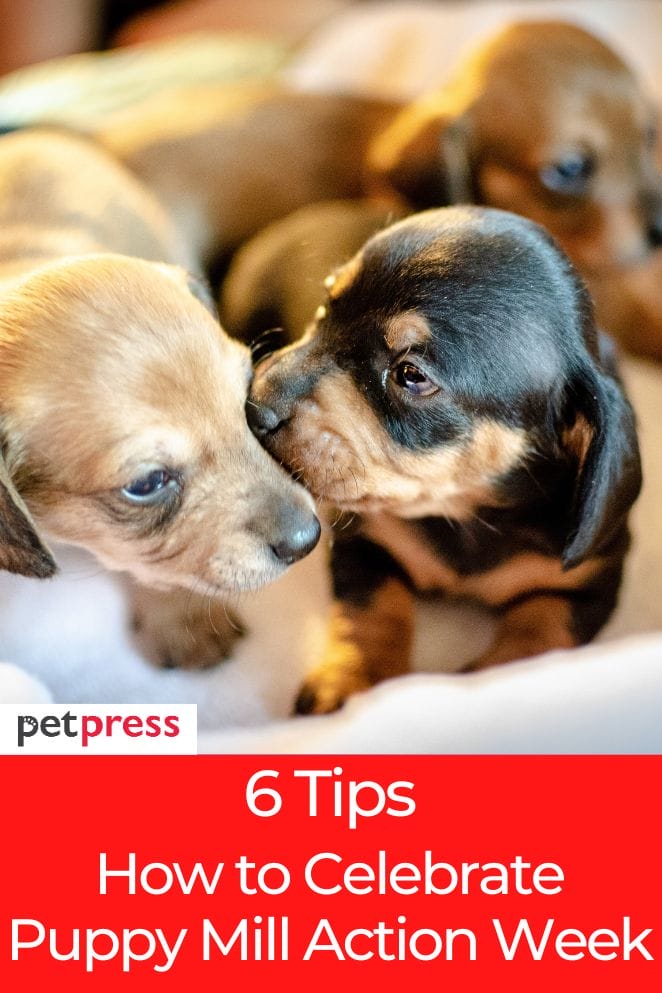 puppy-mill-action-week