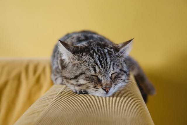 Cat Sleeping