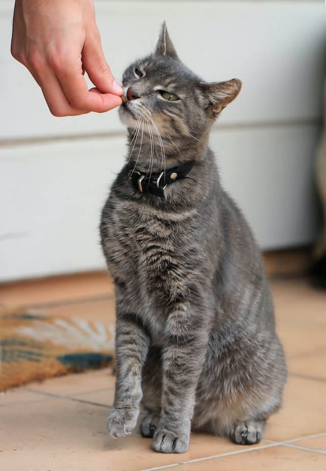 Feeding Cats