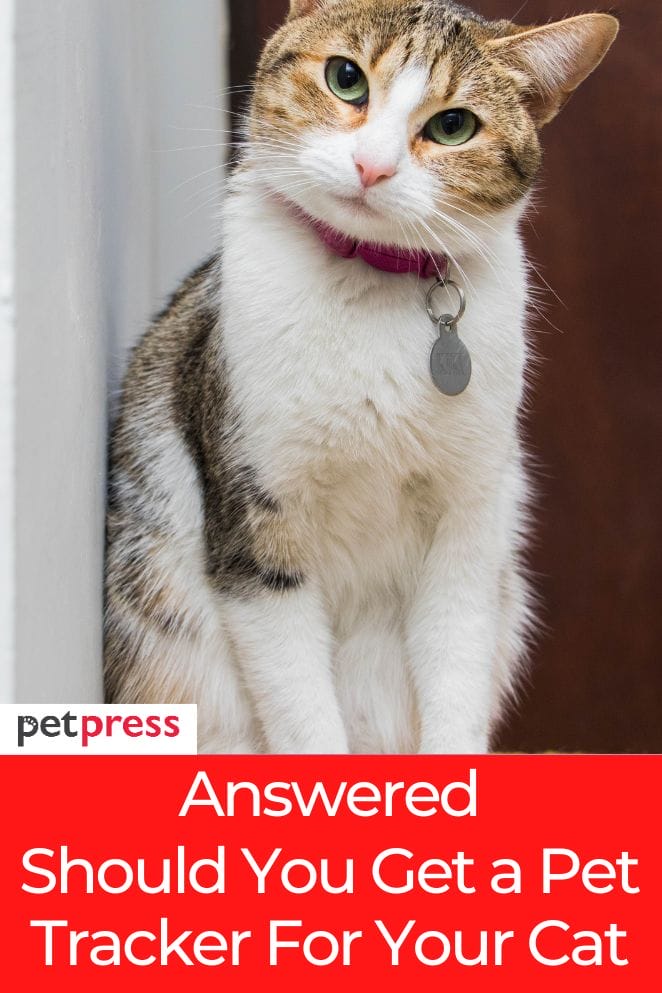 should you get a pettracker for your cat