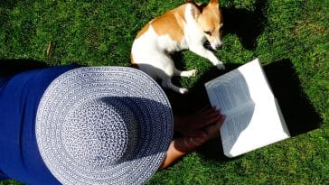 summer activities for dogs