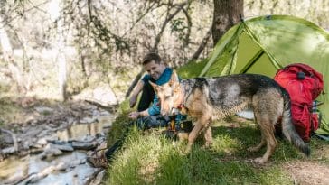 tips for camping with dogs