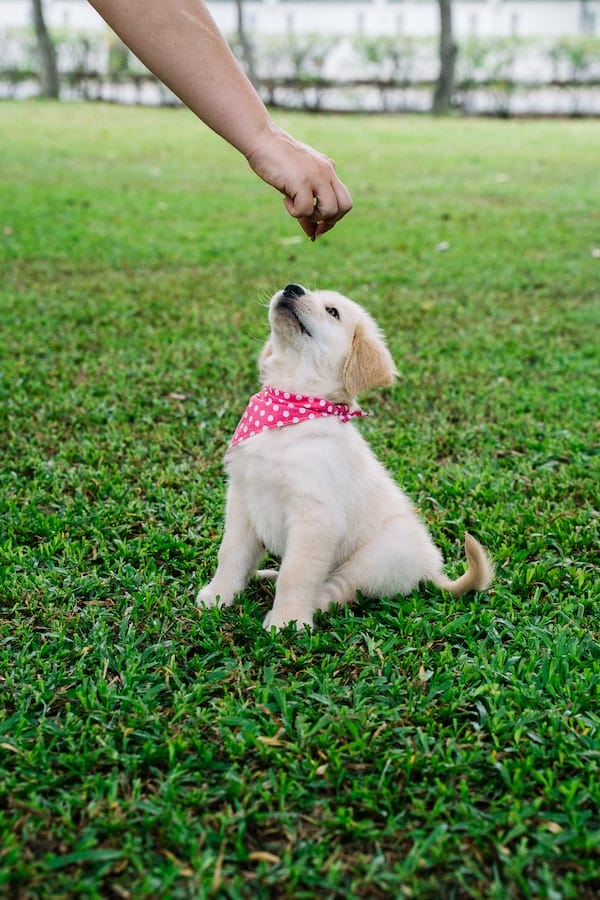 train-golden-retriever