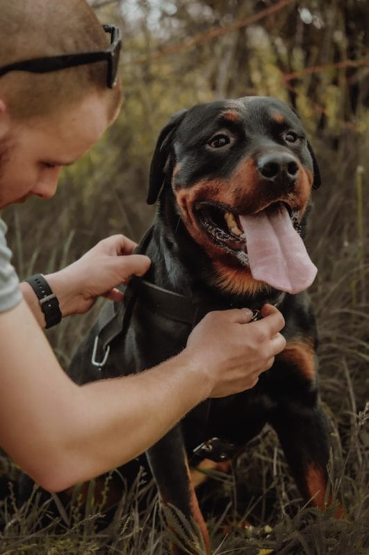 Essential Tips & Tricks How to Train a Rottweiler Puppy