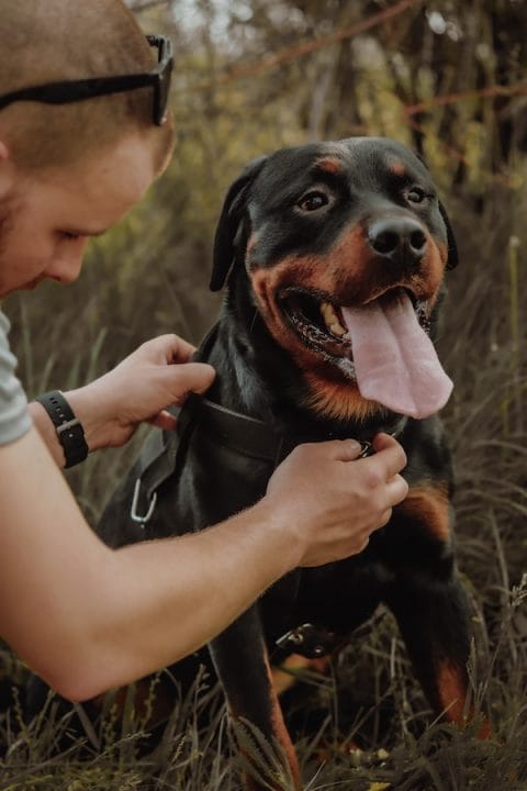Essential Tips & Tricks: How to Train a Rottweiler Puppy