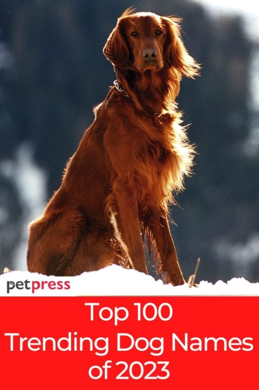 Trending Dog Names 2023 Find The Perfect Name For Your Dog Trending Dog Names 2023 Find The Perfect Name For Your Dog