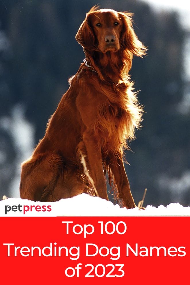 trending dog names of 2023